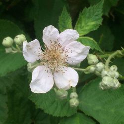 Close-up of white flowers