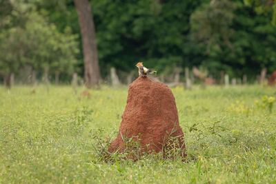 View of a bird on field