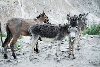 Horses standing in a field