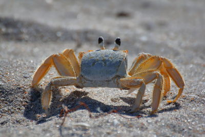 Close-up of crab on beach