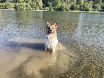 Dog running in a lake