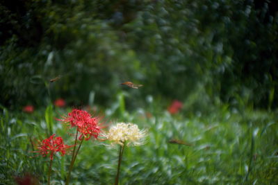 Close-up of red flowering plants on field