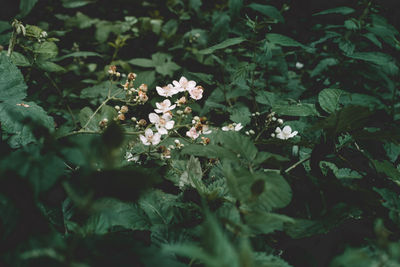 High angle view of flowering plants on land