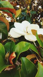 Close-up of flowers blooming outdoors