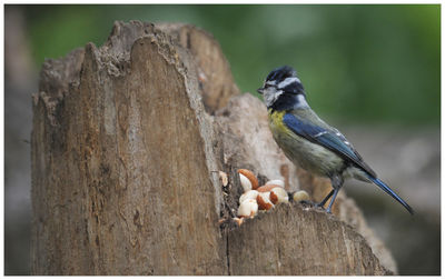 Close-up of bird perching on tree trunk