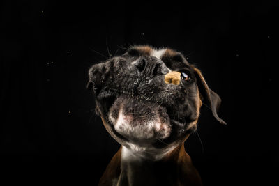 Close-up of a cat against black background