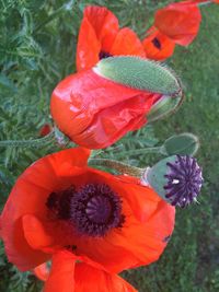 Close-up of red poppy flower