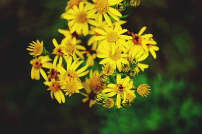 Close-up of yellow flower