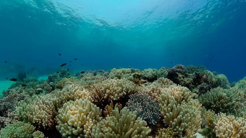 undersea