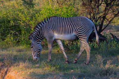 Zebras standing in a field