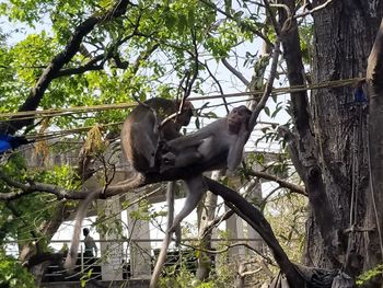 Low angle view of monkey on tree in forest