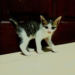 Close-up of cat relaxing on floor