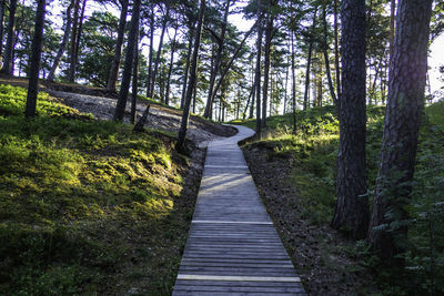 Wooden trail through the forest sand dunes to the ocean beach