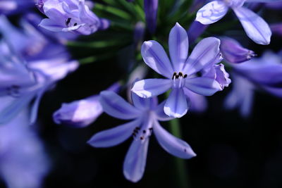 Close-up of purple flowering plants