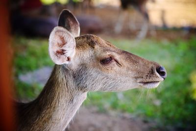 Close-up of deer