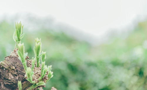 Close-up of flowering plant against blurred background