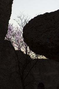 Low angle view of silhouette bare trees against clear sky