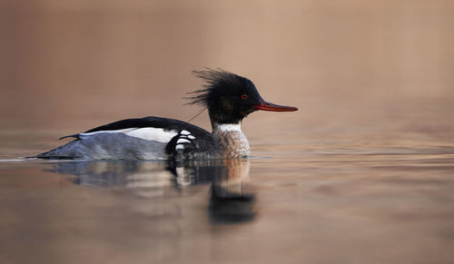 Bird swimming in lake