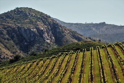 Scenic view of vineyard against clear sky