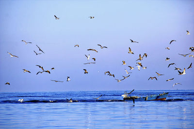 Flock of birds flying over sea