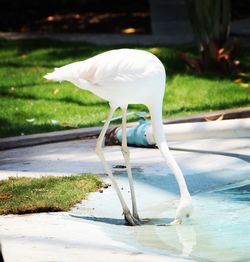 Side view of great egret drinking water