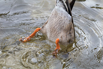 Close-up of duck jumping in lake