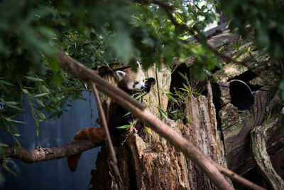 Red panda on branch at chester zoo