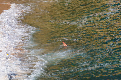 High angle view of person swimming in sea