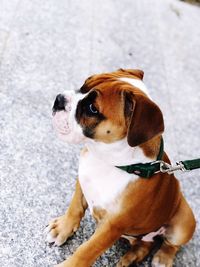 High angle view of dog looking away while sitting on footpath