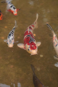 High angle view of ducks swimming in water