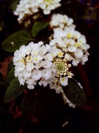 Close-up of white flowers