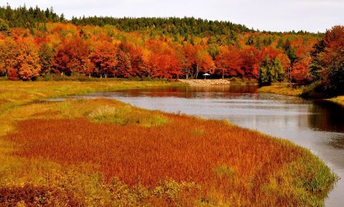 Scenic view of lake in forest during autumn