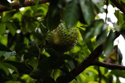 Close-up of fruits growing on tree