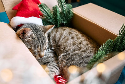 Cute tabby cat with christmas red santa hat sleeping in open gift box with christmas decoration. 