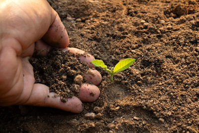 Close-up of hand holding plant