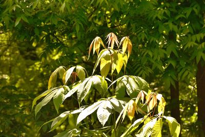 Close-up of yellow flowering plant on field