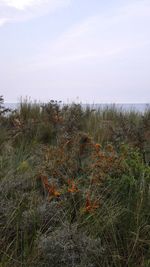 Plants growing on land against sky