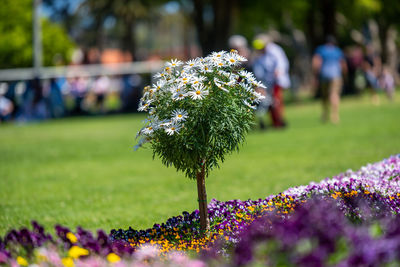 Close-up of purple flowering plant in park