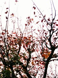 Low angle view of blooming tree against sky