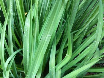 Full frame shot of wet plants