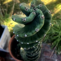 Close-up of succulent plant