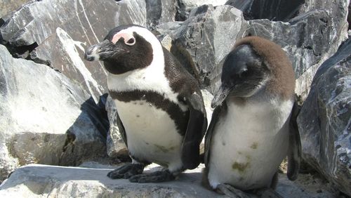 Close-up of penguins sitting on rock