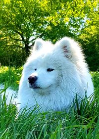 Close-up of white dog on field
