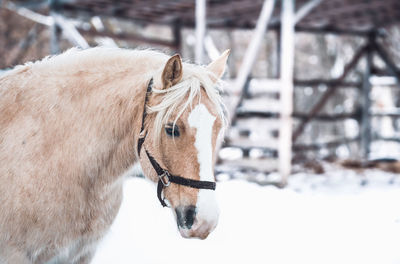 Close-up of a horse on snow