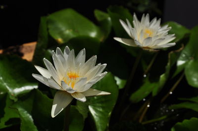 Close-up of white water lilies blooming during sunny day