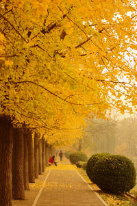 Trees on footpath during autumn