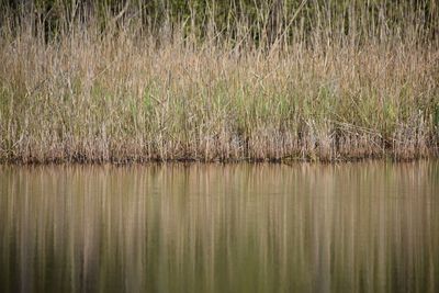 Grass in water