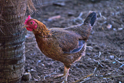 Close-up of a bird