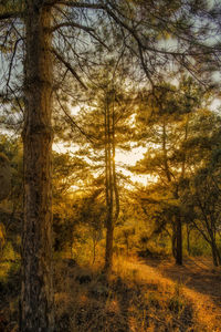 Close-up of trees at sunset