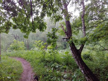 Trees growing in forest